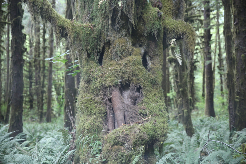 Lake Quinault 超詭魅的大樹